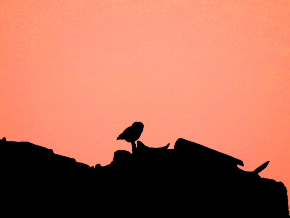 Little Owl - ML621976600