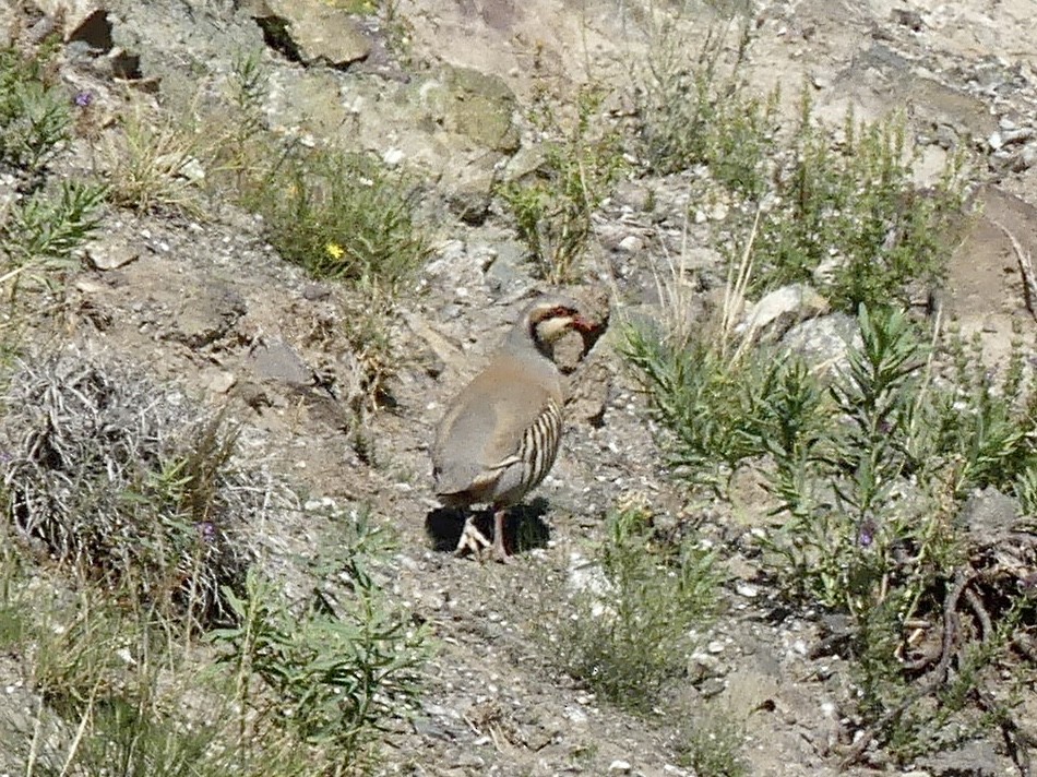 Chukar - ML621976604