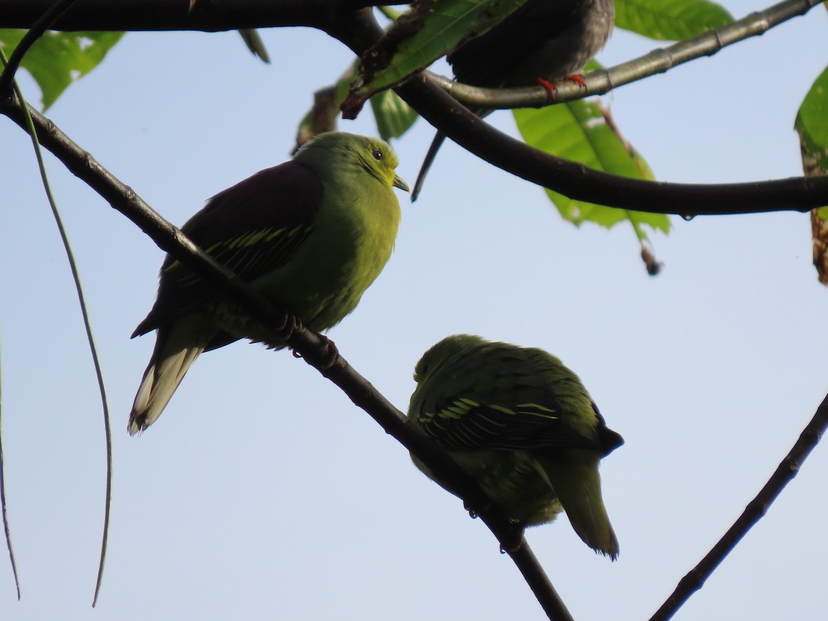 Sri Lanka Green-Pigeon - ML621976764