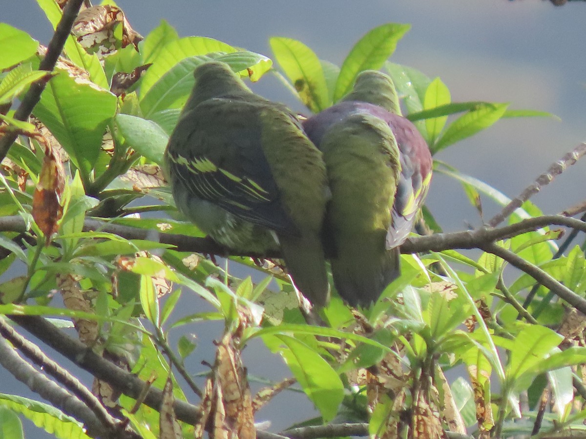 Sri Lanka Green-Pigeon - ML621976771