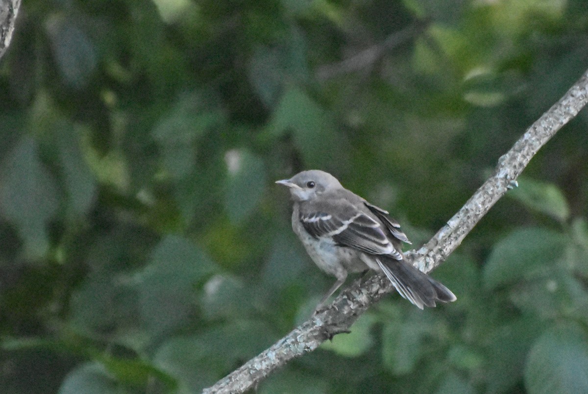 Northern Mockingbird - ML621976789