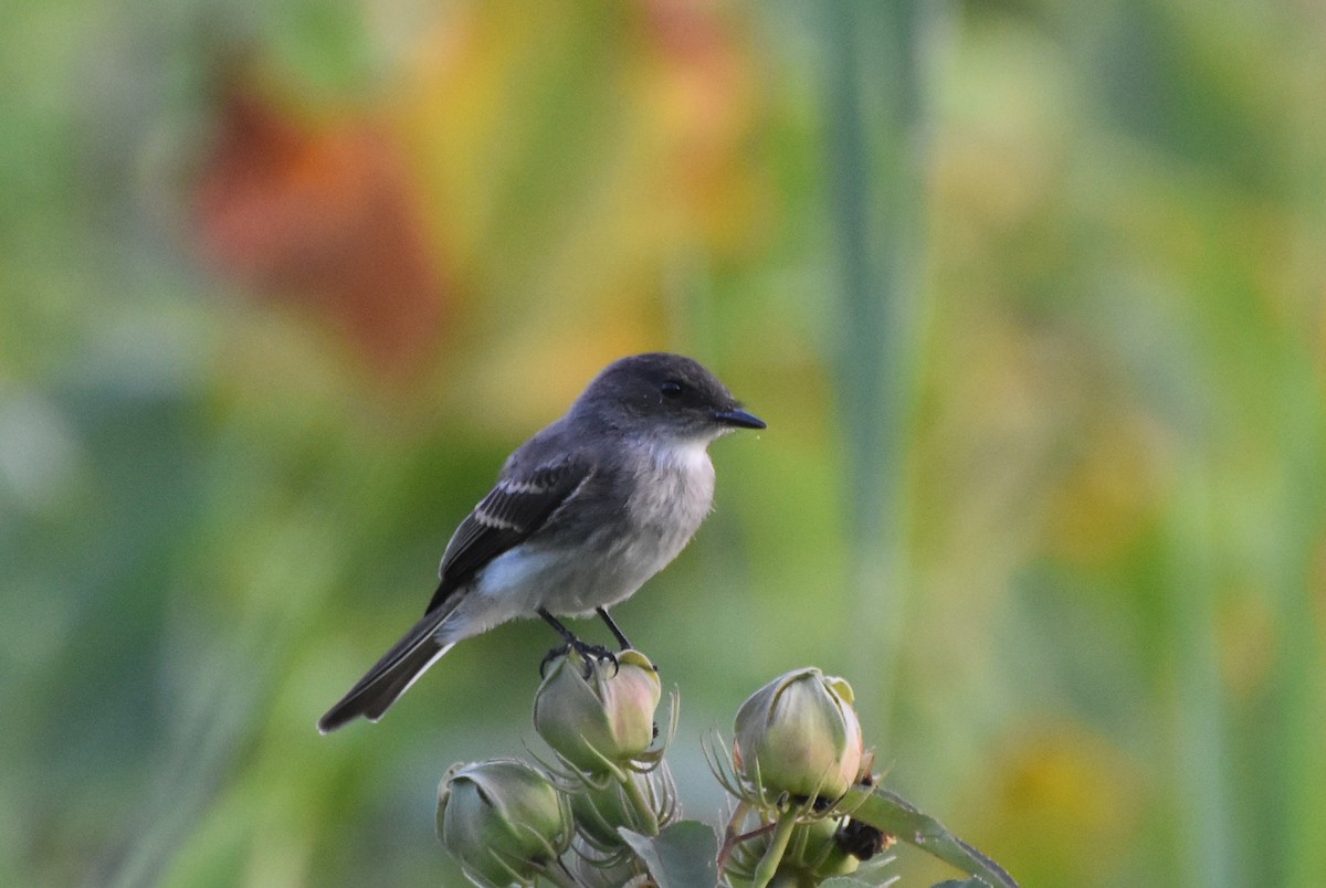 Eastern Phoebe - ML621976817