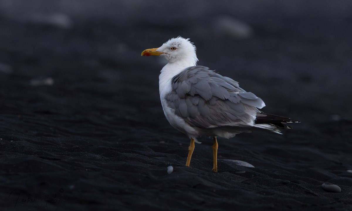 Gaviota Patiamarilla - ML621976862