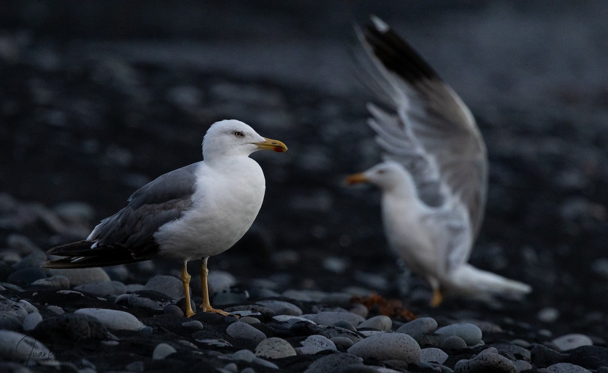 Gaviota Patiamarilla - ML621976863