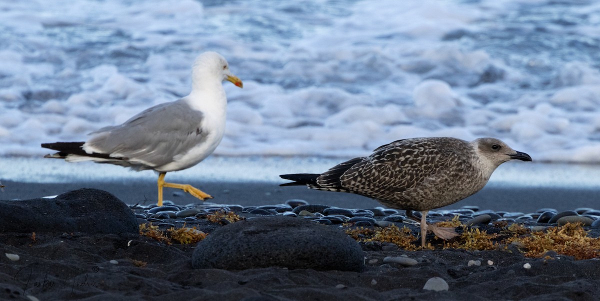 Gaviota Patiamarilla - ML621976864