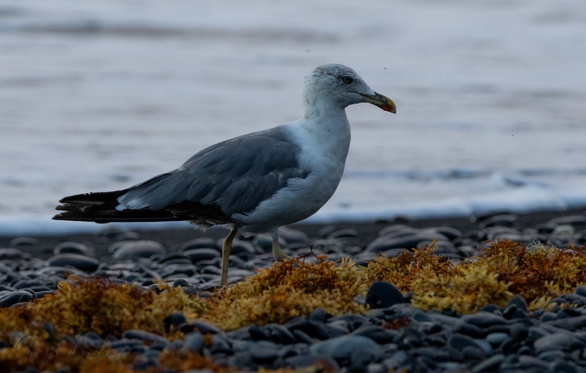 Gaviota Patiamarilla - ML621976866