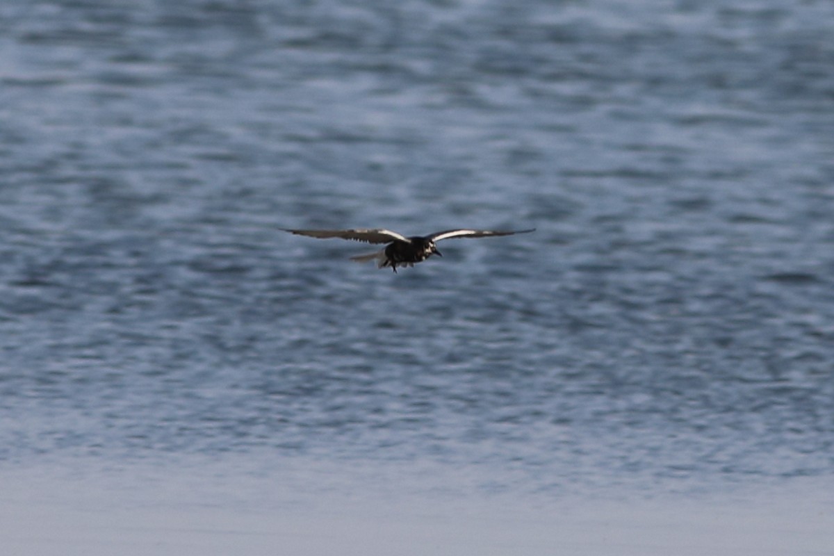 Black Tern - ML621977079