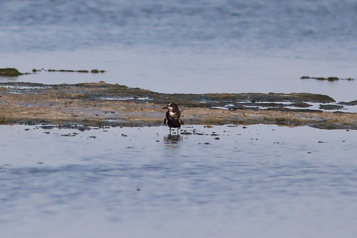 Black Tern - ML621977082