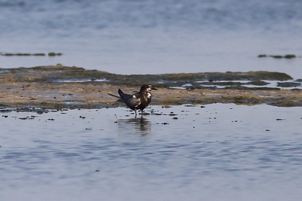 Black Tern - ML621977088