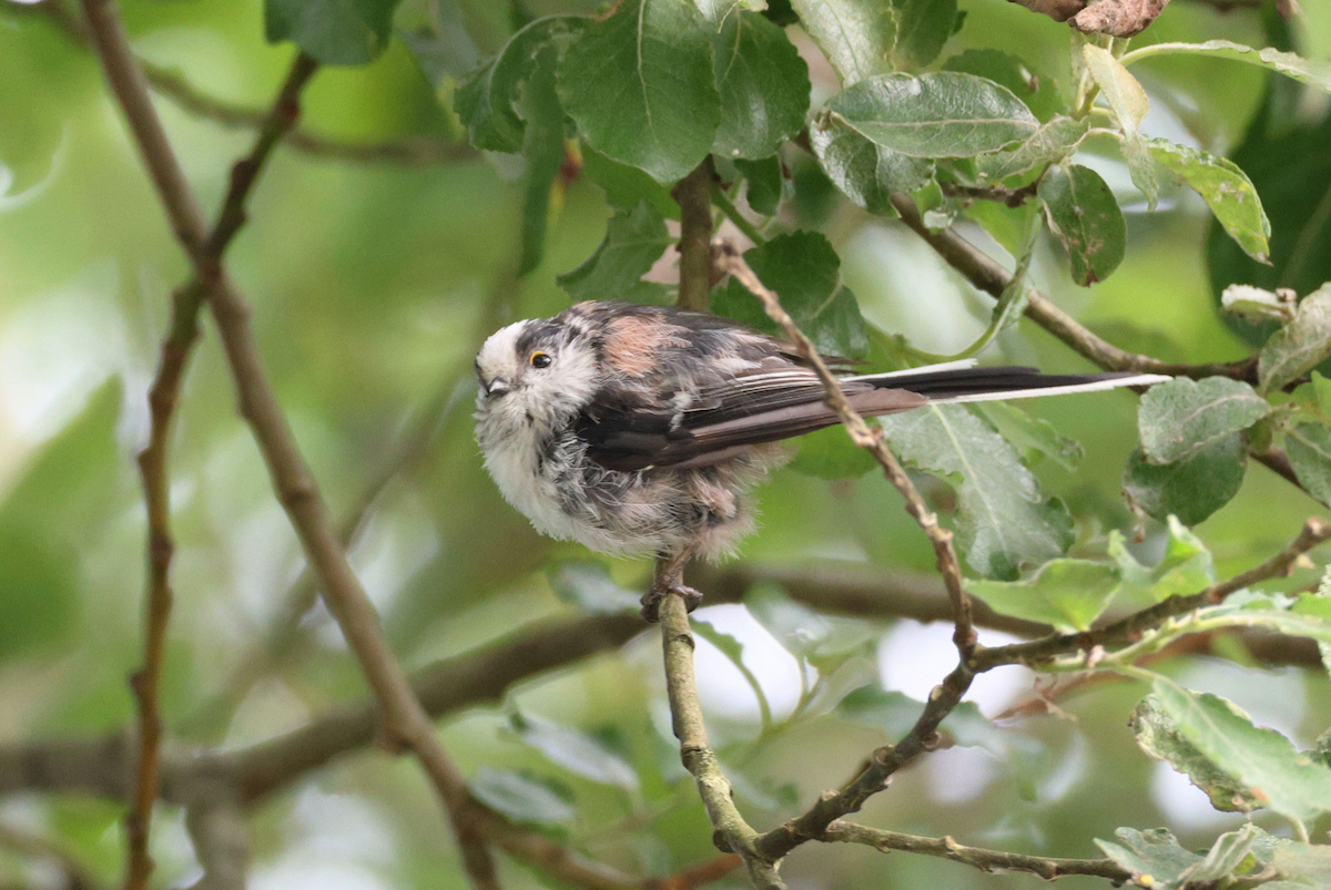 Long-tailed Tit (europaeus Group) - Zoë Lunau