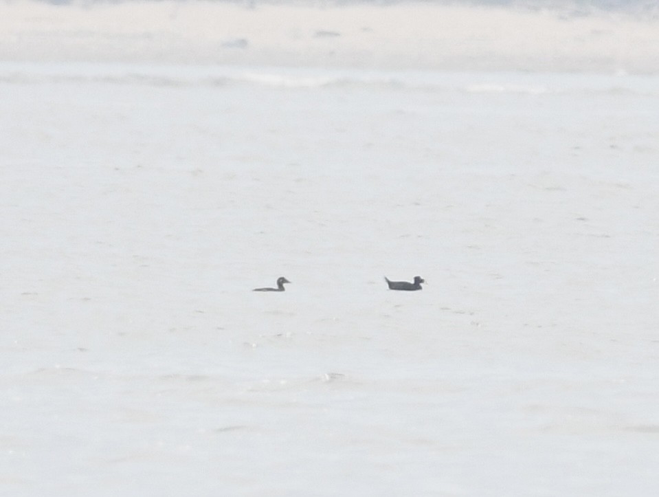 Surf Scoter - Peter Paul