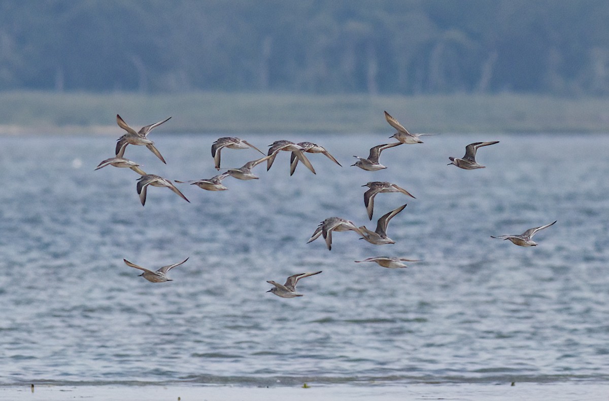 Red Knot - John Gluth