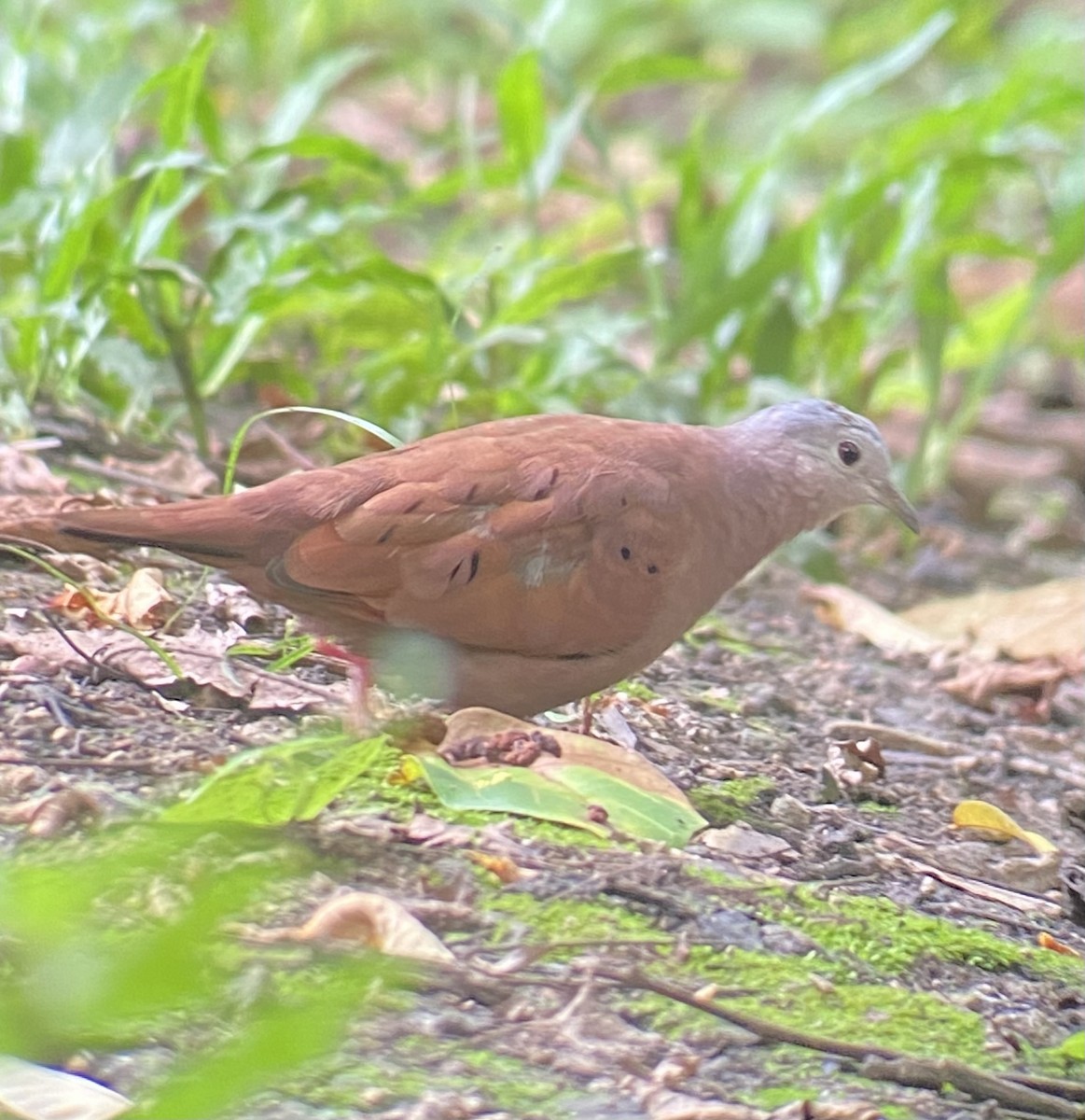 Colombe rousse - ML621977495