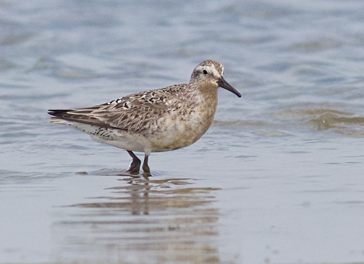 Red Knot - John Gluth