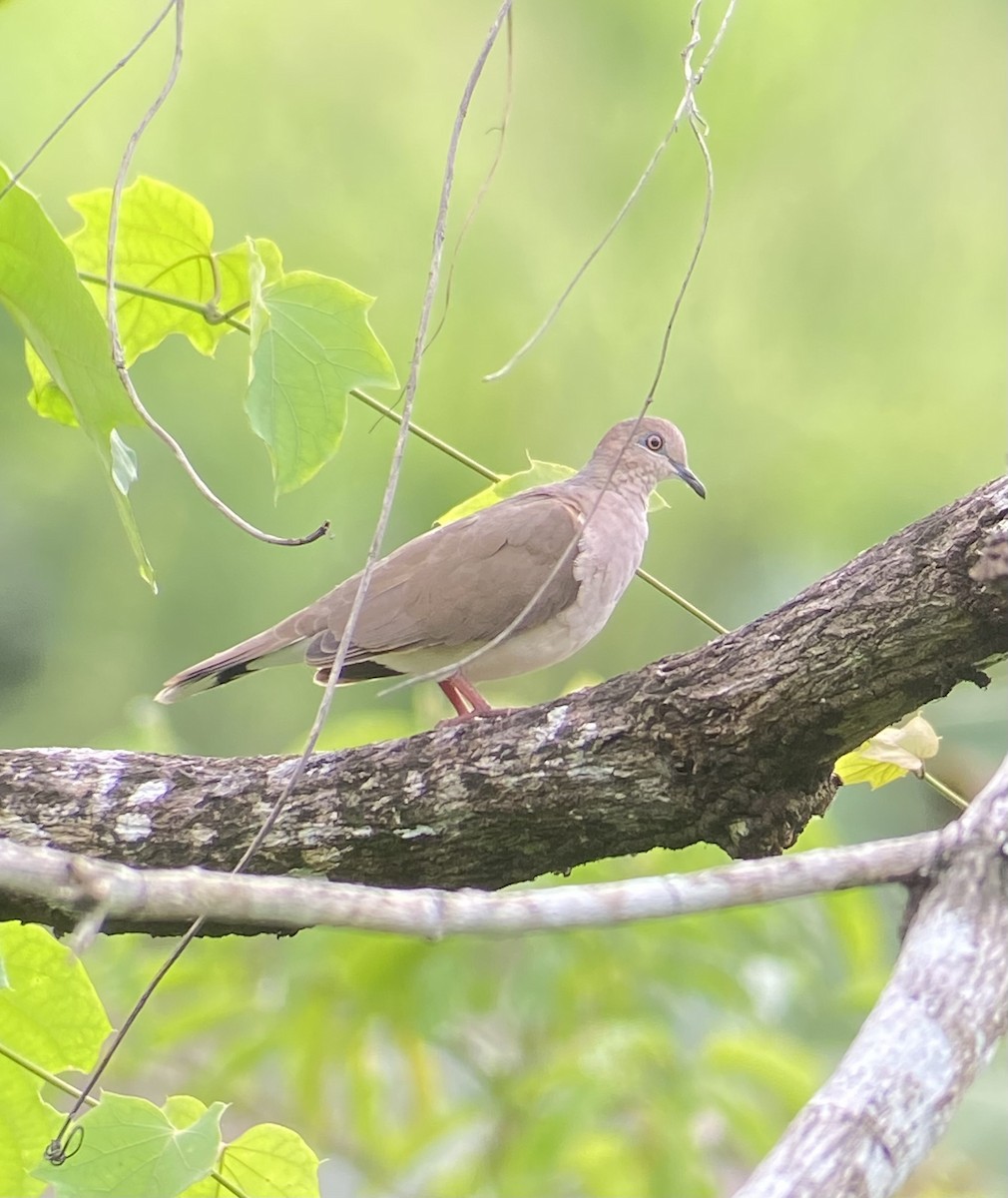 Colombe de Verreaux - ML621977501