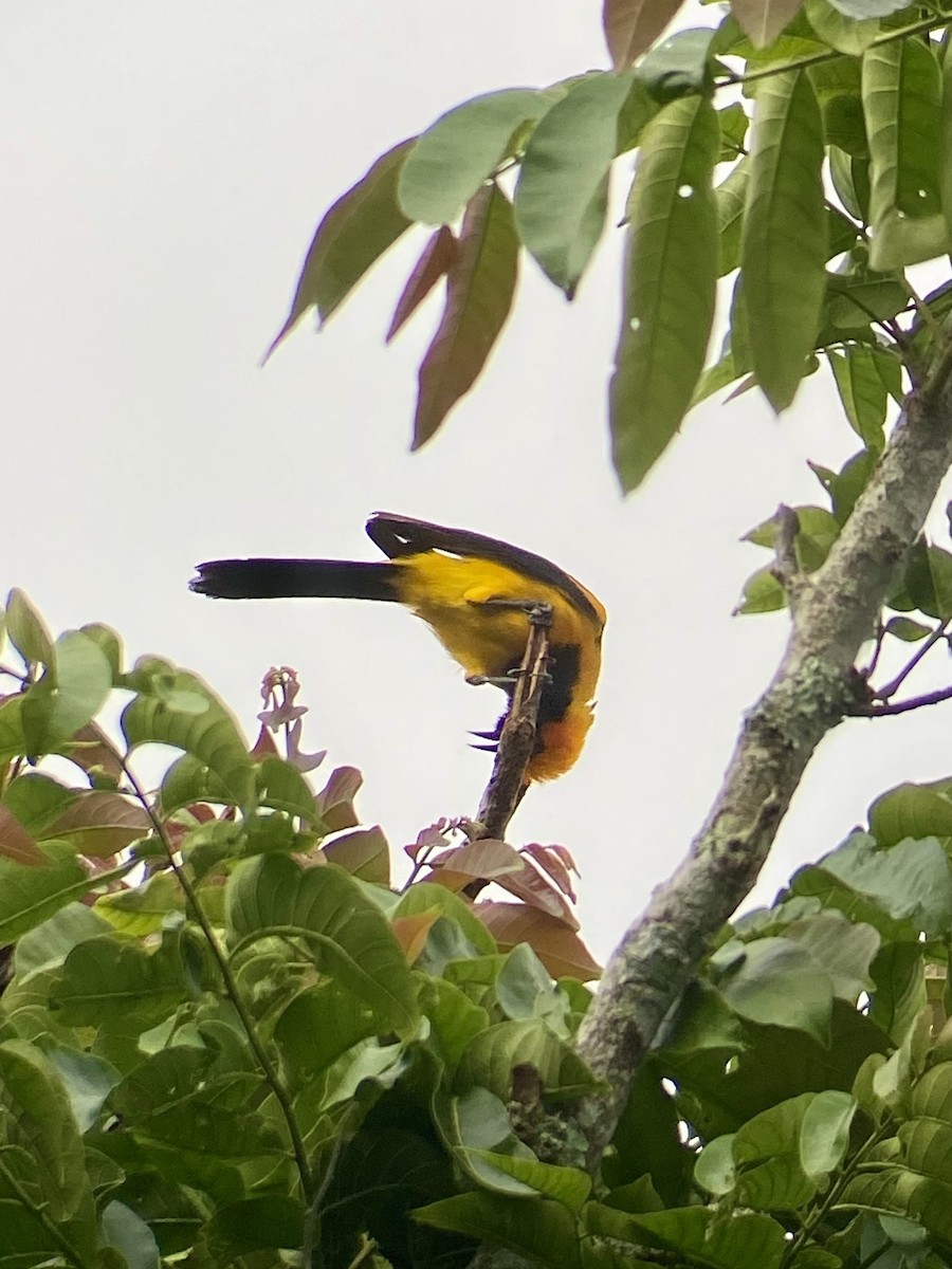 Oriole à tête d'or - ML621977519