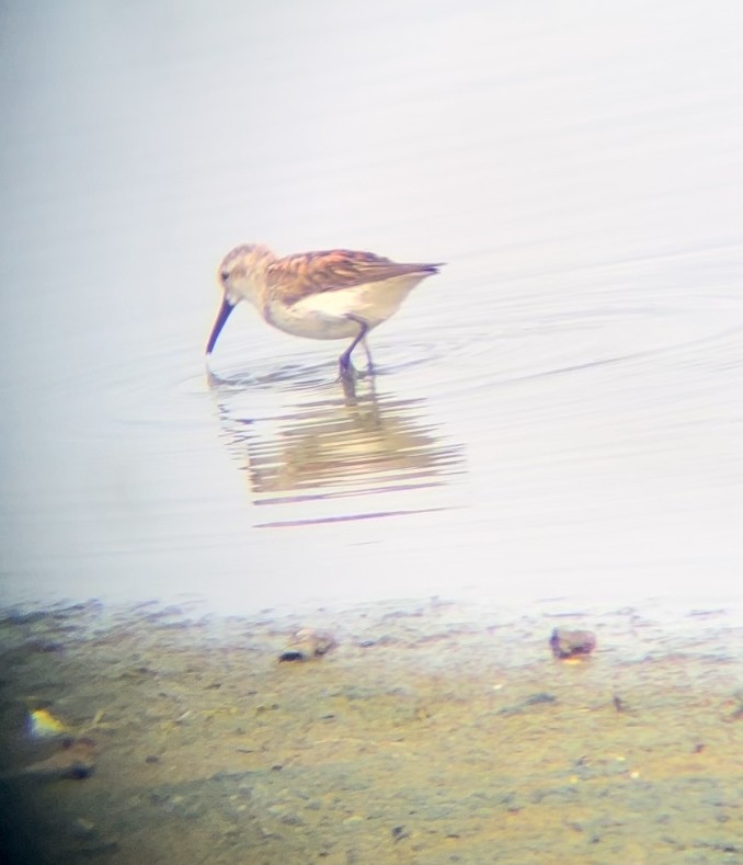 Western Sandpiper - ML621977579