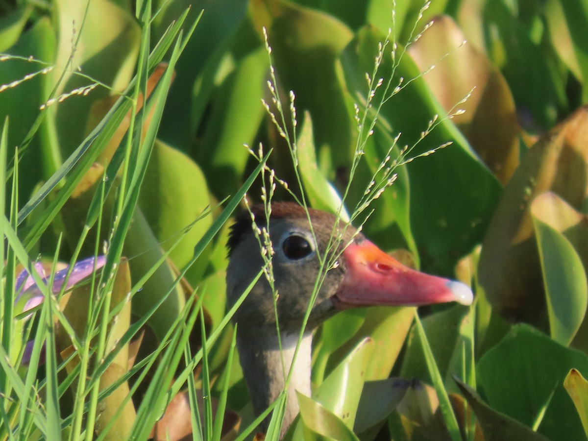 Black-bellied Whistling-Duck - ML621977605