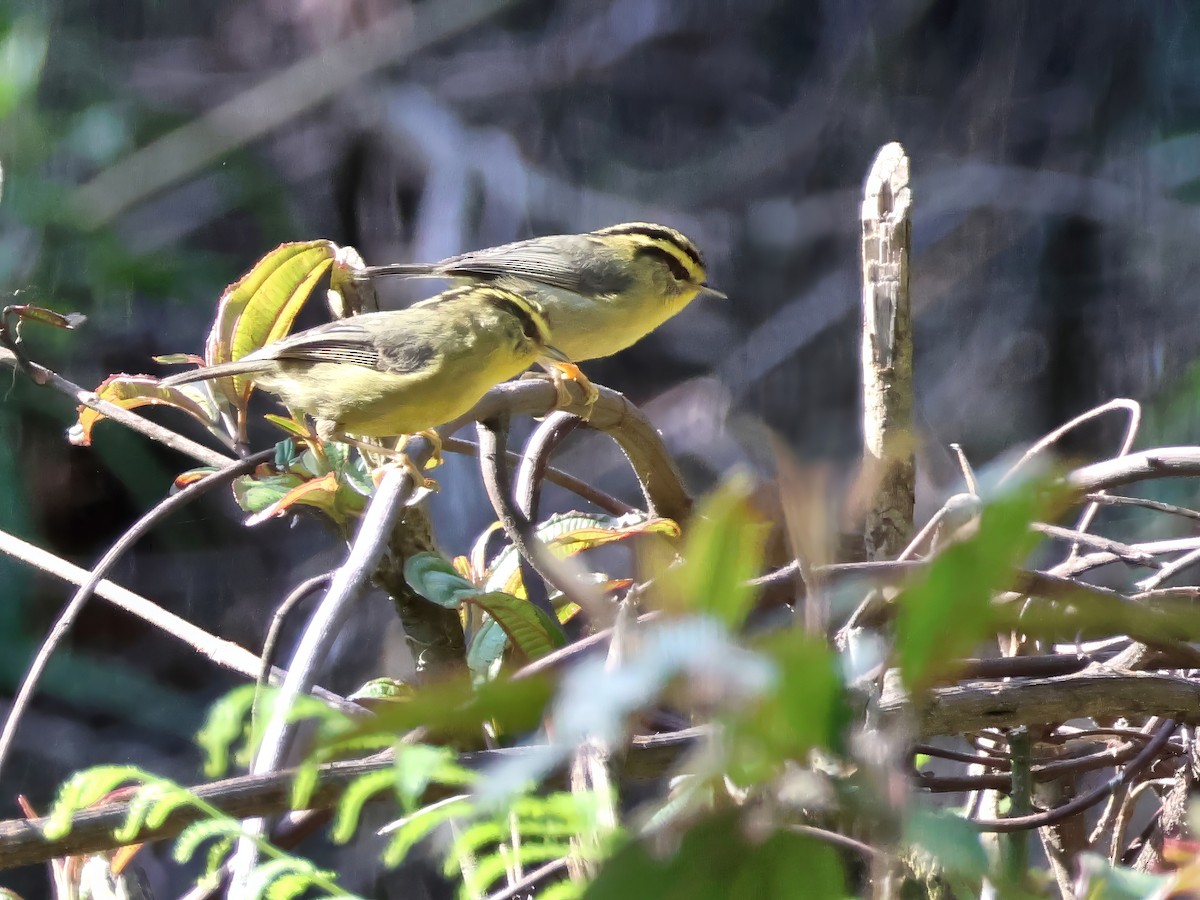 Yellow-throated Fulvetta - ML621977639