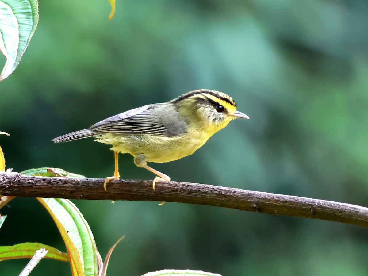 Yellow-throated Fulvetta - ML621977640