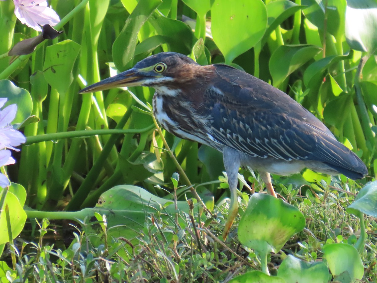 Green Heron - ML621977642