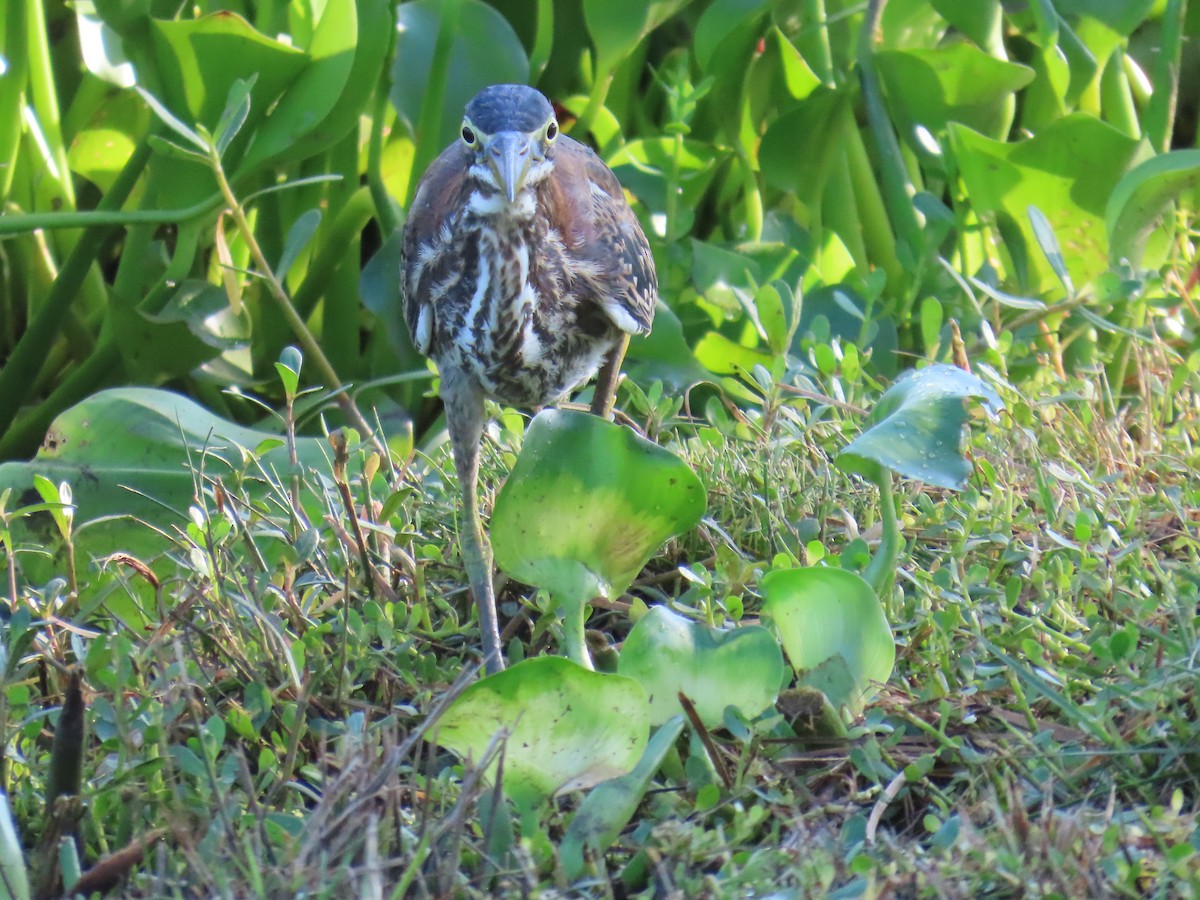 Green Heron - ML621977643