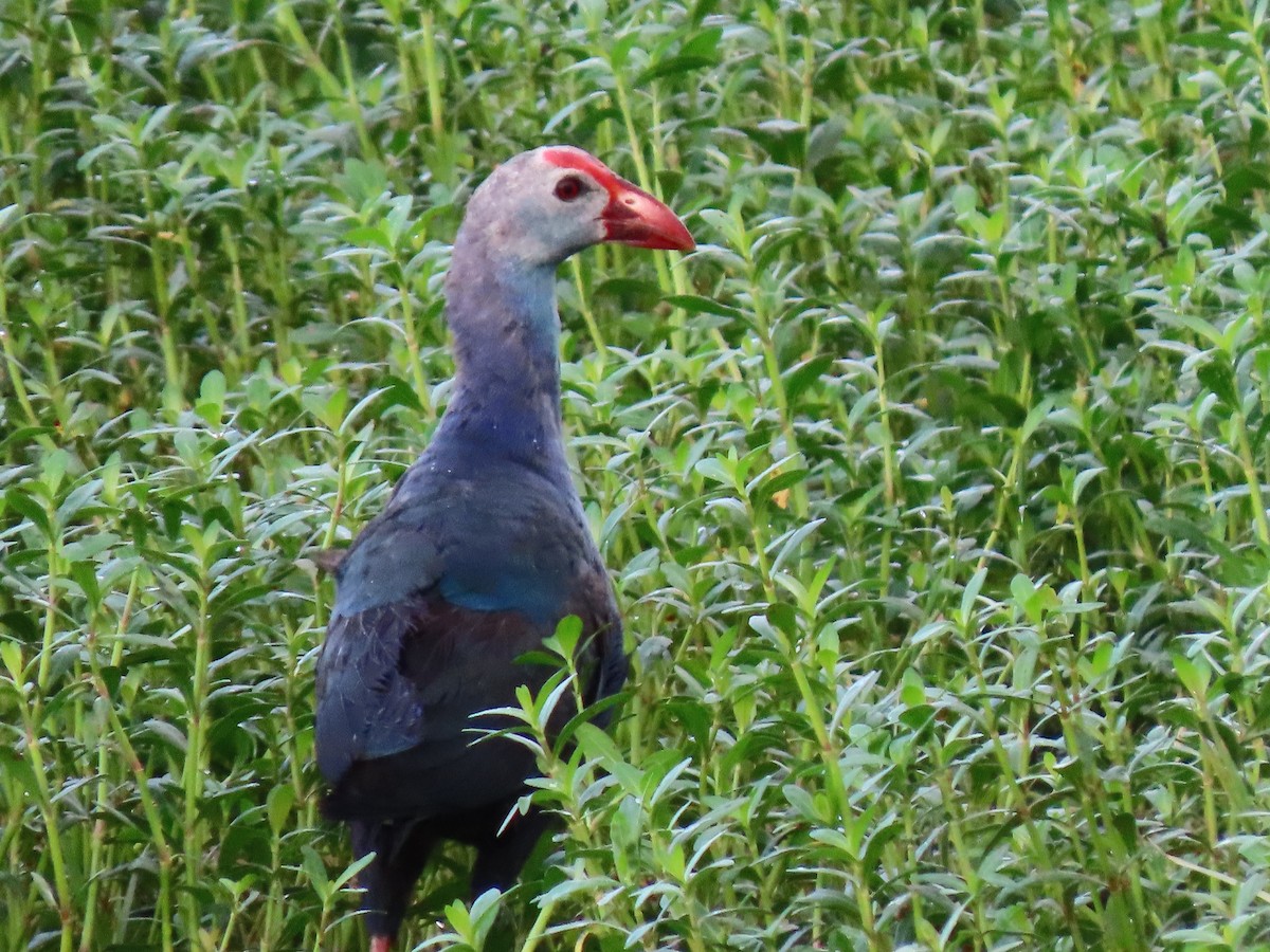 Gray-headed Swamphen - ML621977691