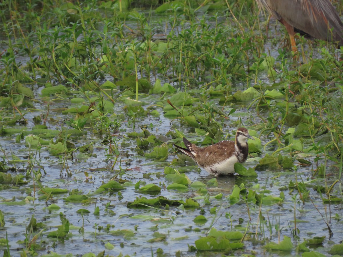 Pheasant-tailed Jacana - ML621977893