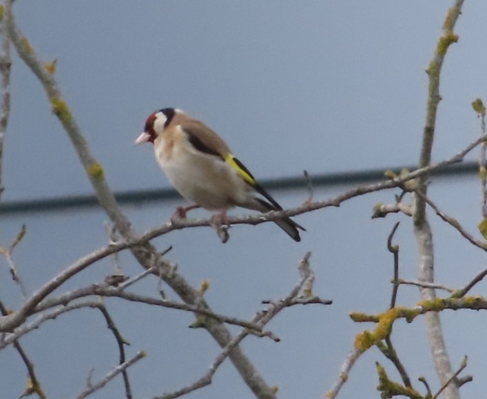 European Goldfinch - ML621977912