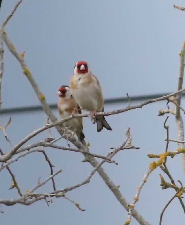 European Goldfinch - ML621977913