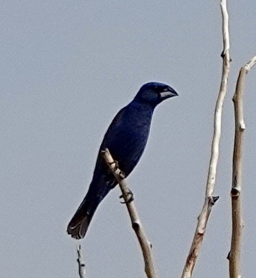 Blue Grosbeak - ML621977958