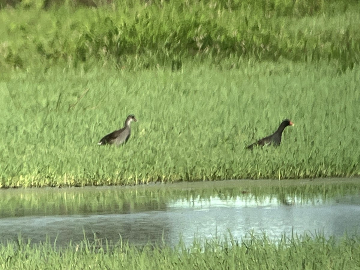 Common Gallinule - ML621978008