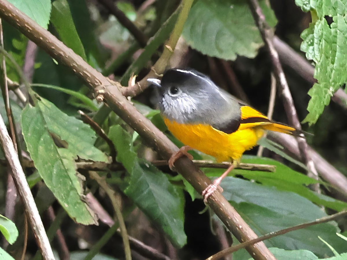 Golden-breasted Fulvetta - Arup Ghosh