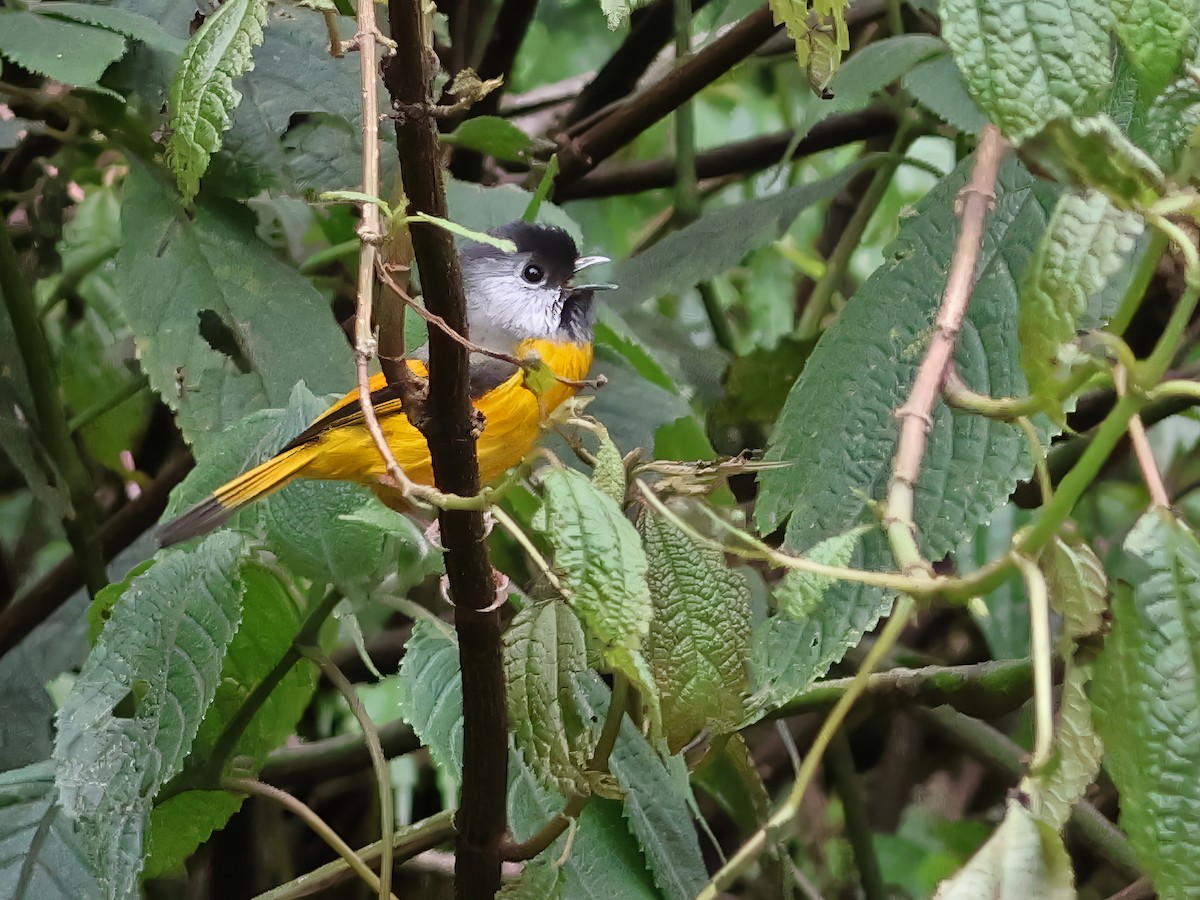 Golden-breasted Fulvetta - ML621978011