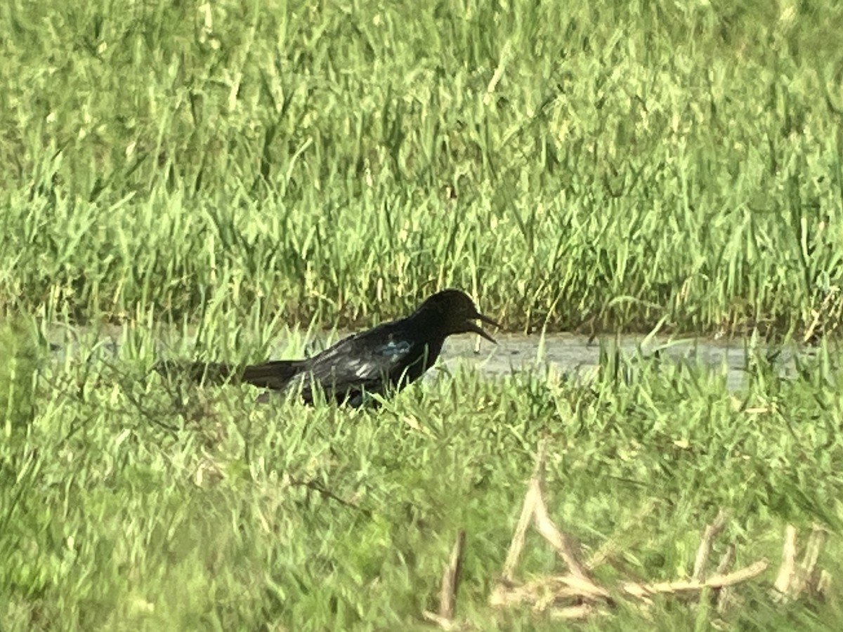 Boat-tailed Grackle - ML621978031