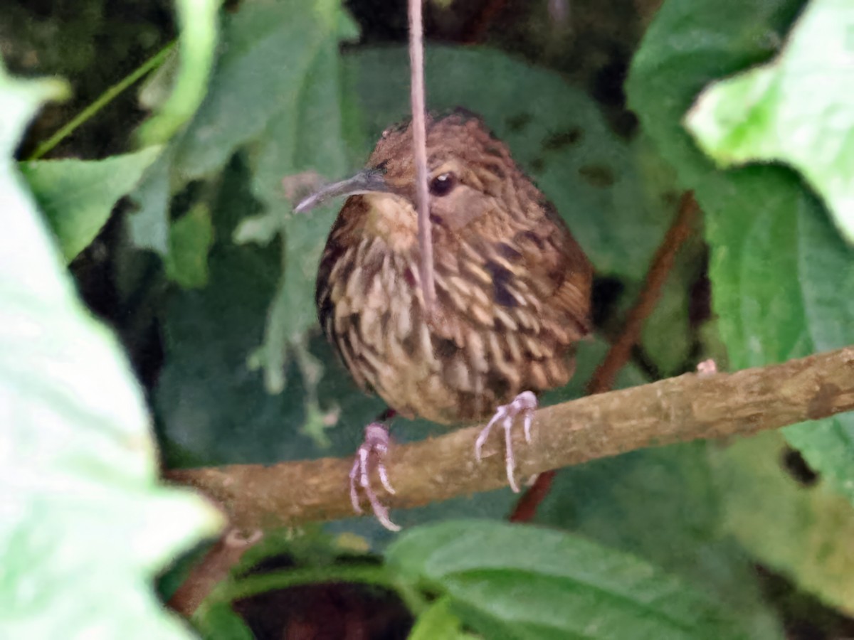 Long-billed Wren-Babbler - ML621978052