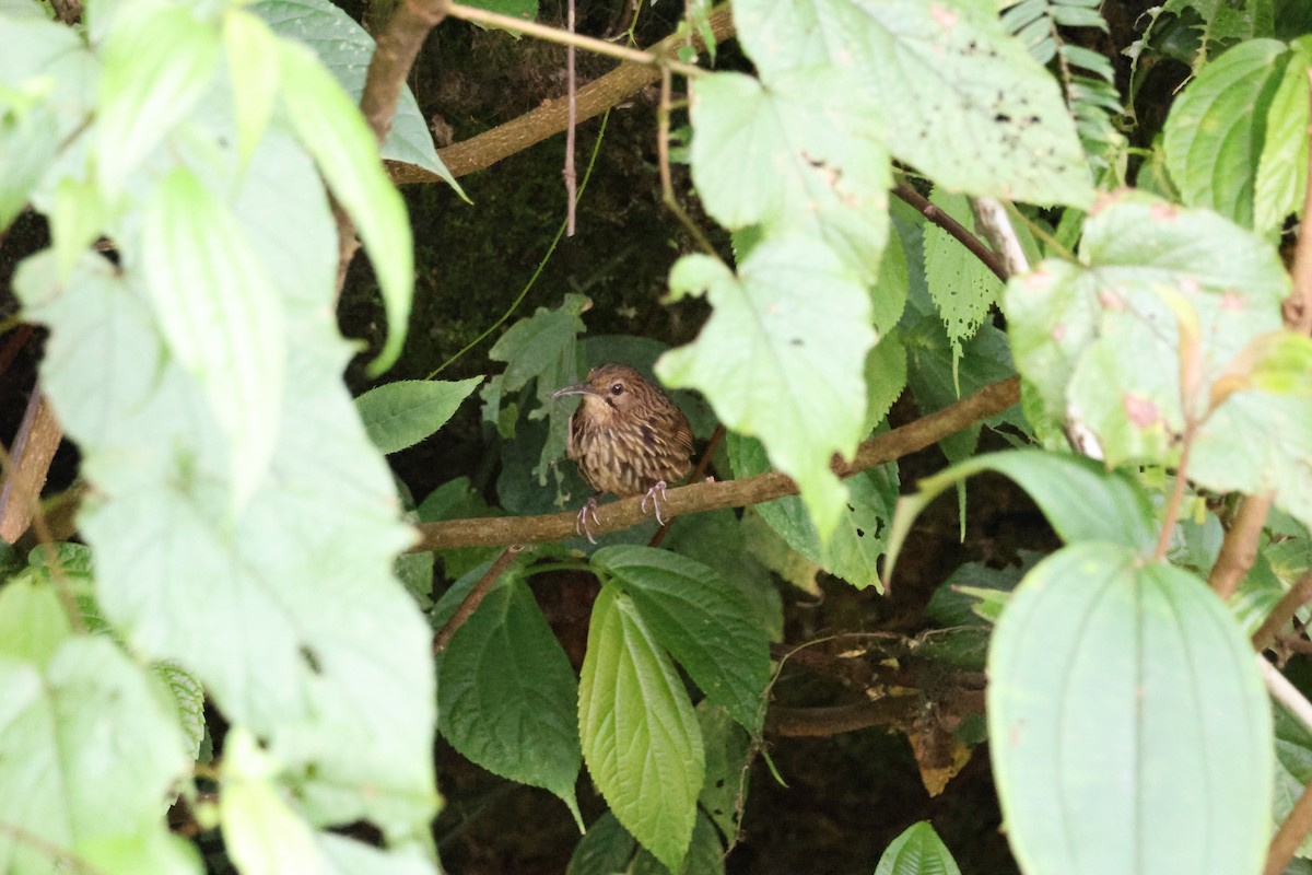 Long-billed Wren-Babbler - ML621978053