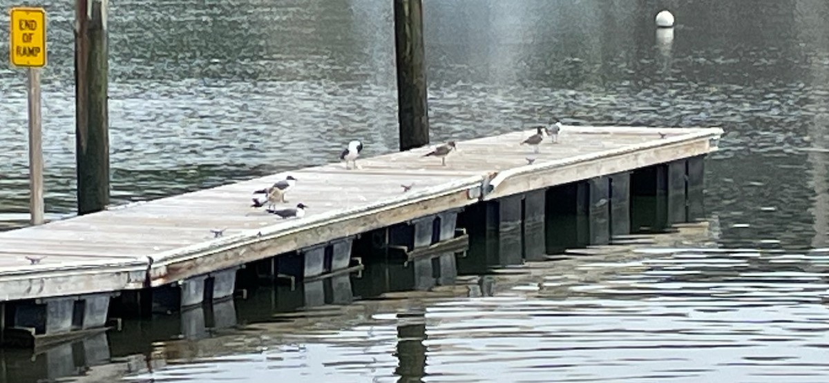 Laughing Gull - ML621978091