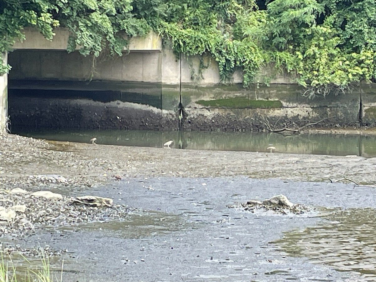 Black-crowned Night Heron - ML621978099