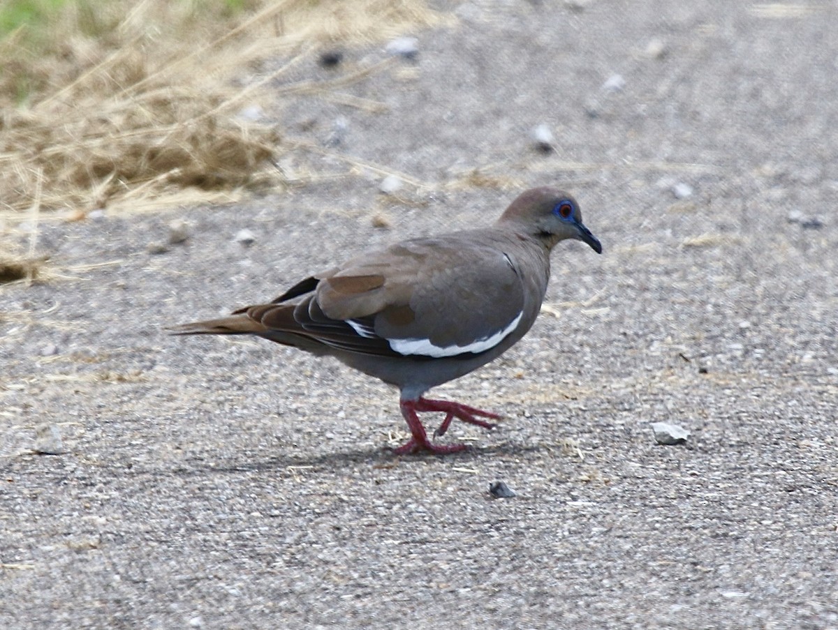 White-winged Dove - ML621978136