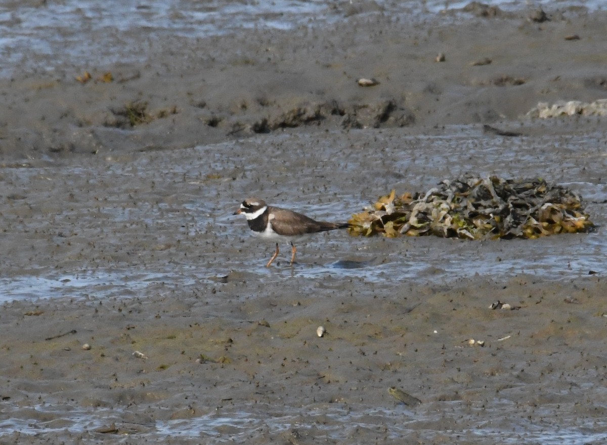 Common Ringed Plover - John Cooper