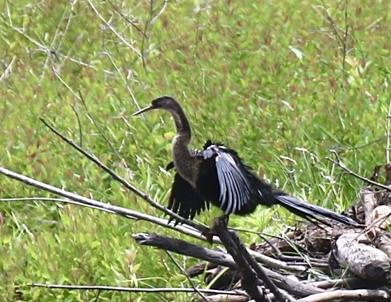 Anhinga - ML621978162