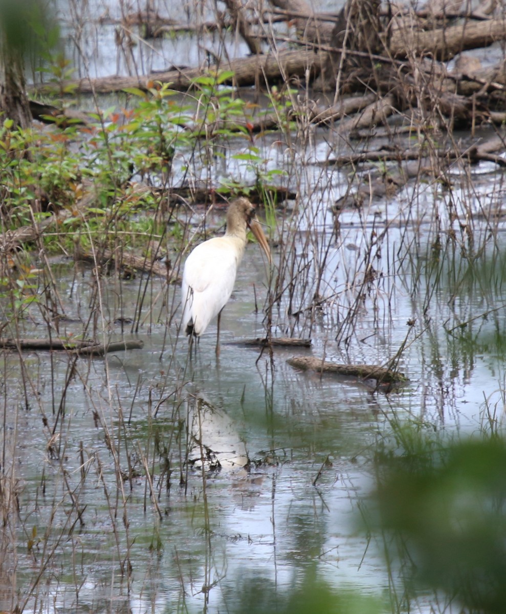 Wood Stork - ML621978198