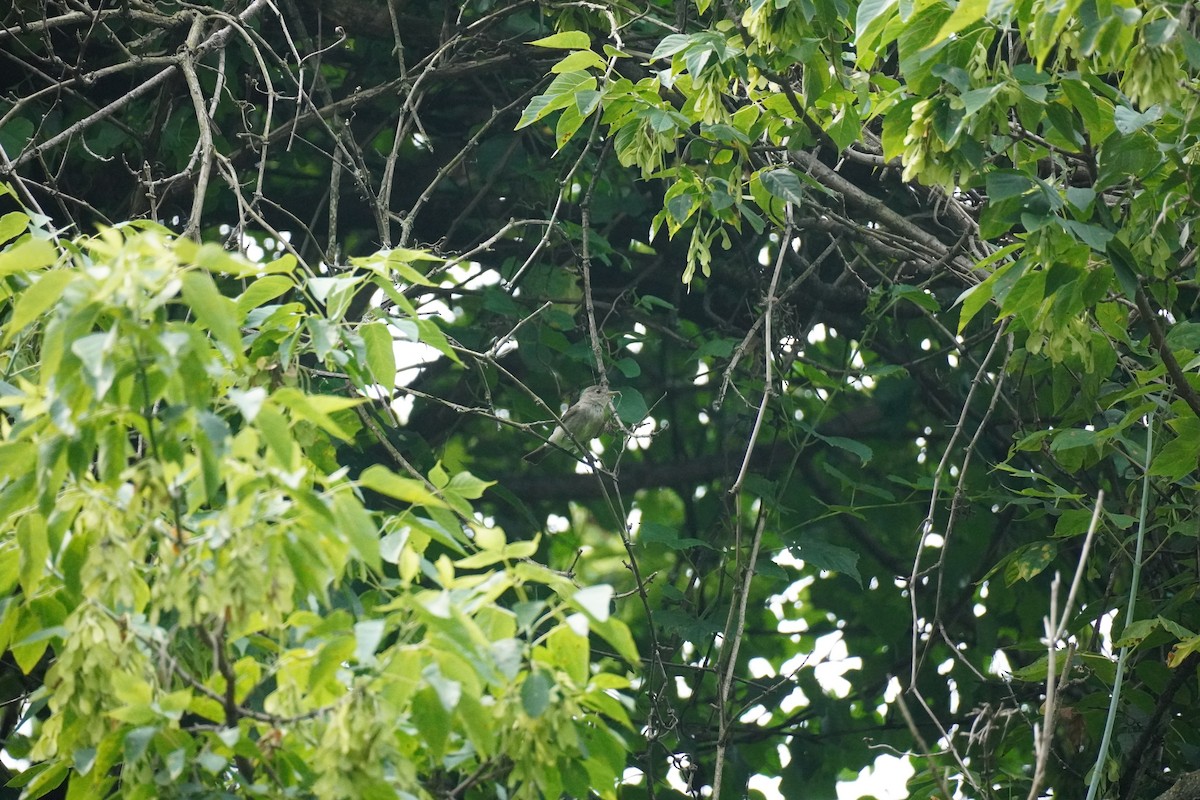 Acadian Flycatcher - Sarah Rosin