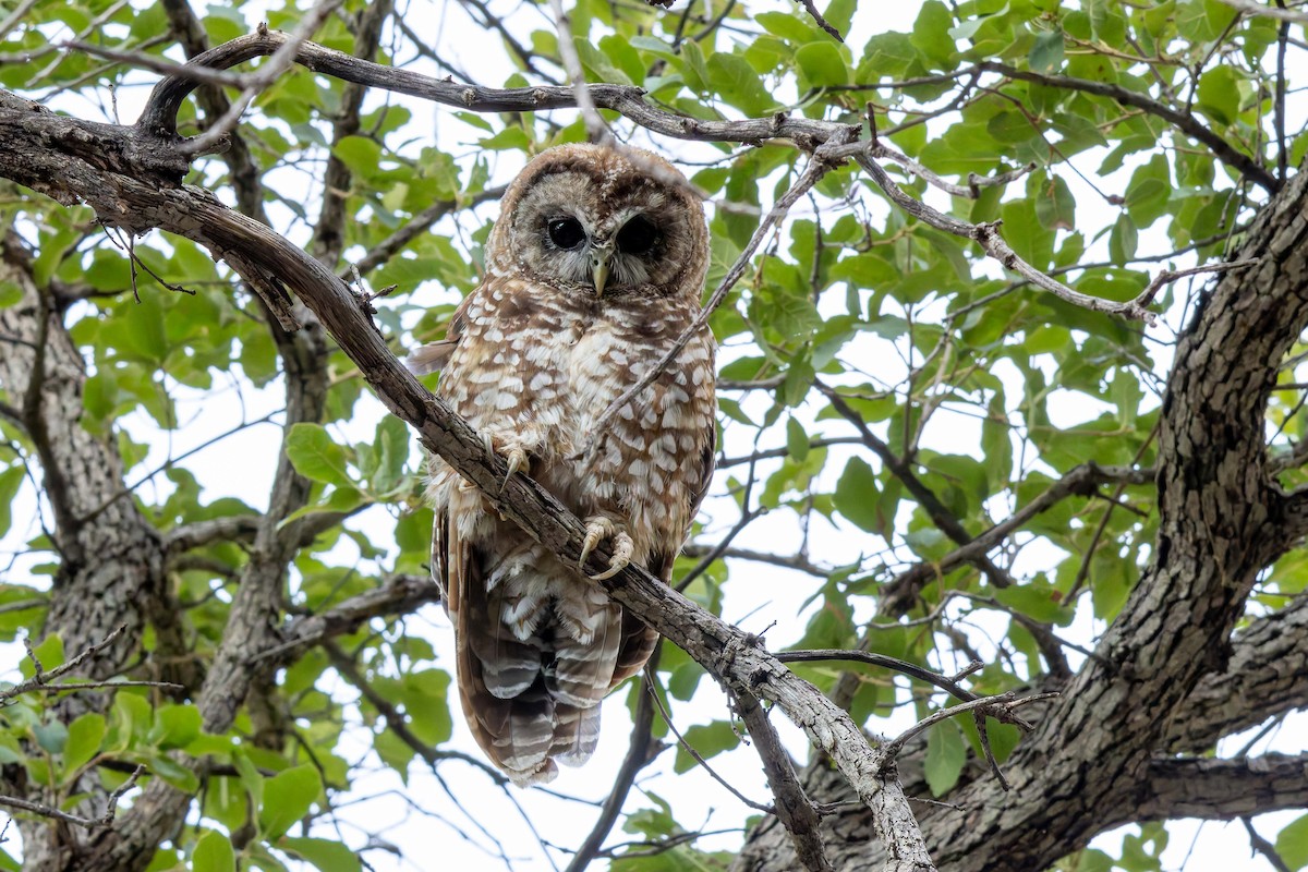 Spotted Owl (Mexican) - Joe Aliperti