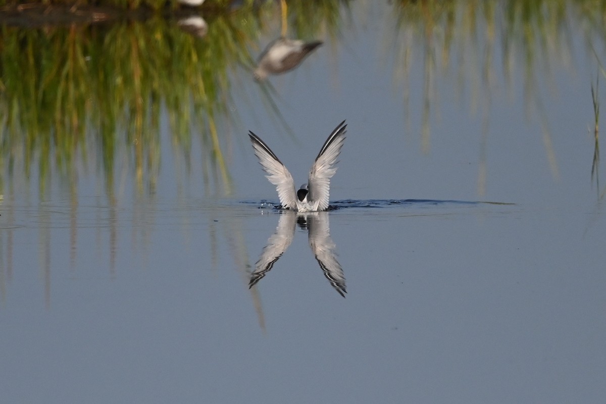 Least Tern - Dan O'Brien