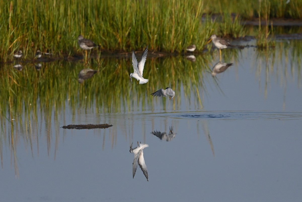 Least Tern - ML621978467