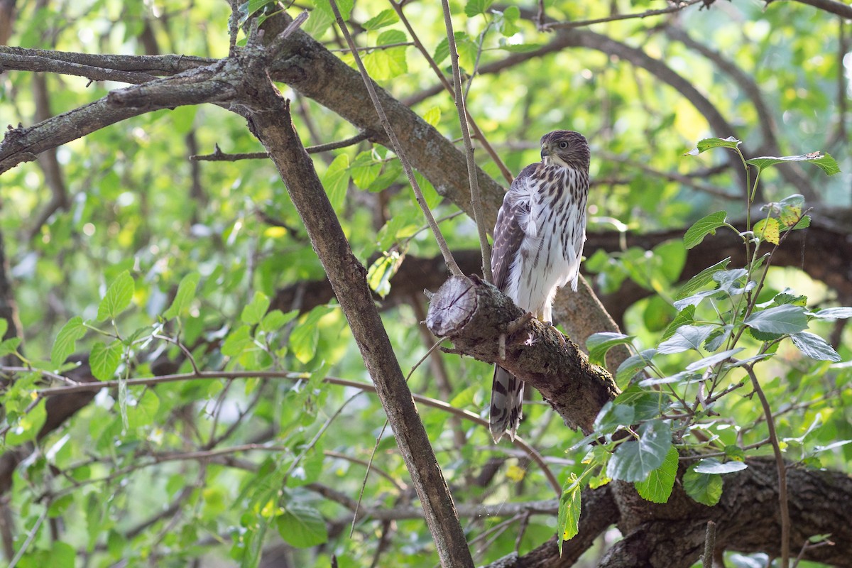 Cooper's Hawk - Janelle Donaldson