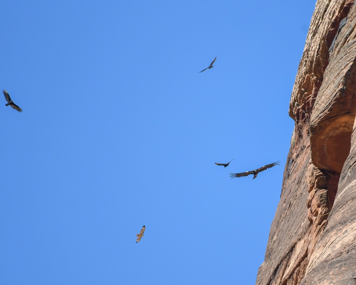 California Condor - ML621978645