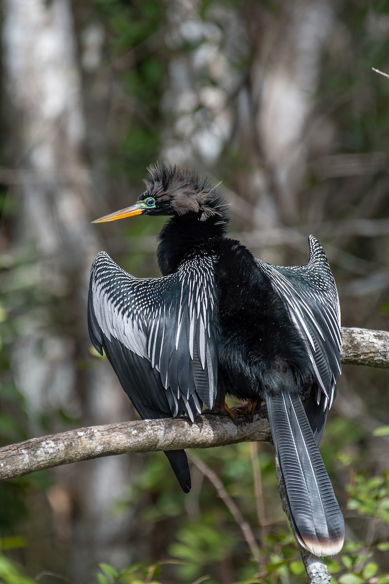 anhinga americká - ML621978681